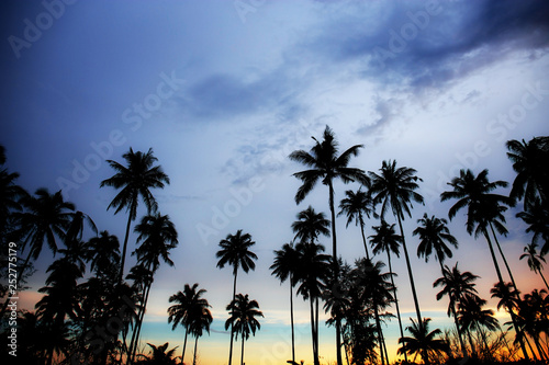 Palm tree with twilight at sky.