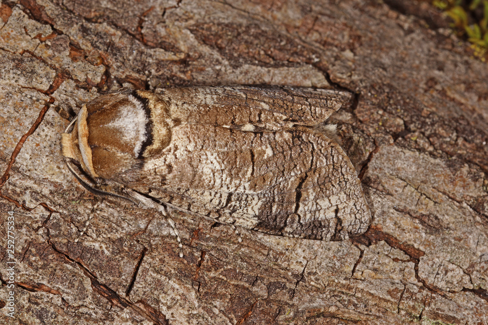 15.06.2018 DE, RLP, Mosel, Leiwen Weidenbohrer Cossus cossus (LINNAEUS, 1758) 15.06.2018 DE, RLP, Mosel, Leiwen Weidenbohrer Cossus cossus (LINNAEUS, 1758)
