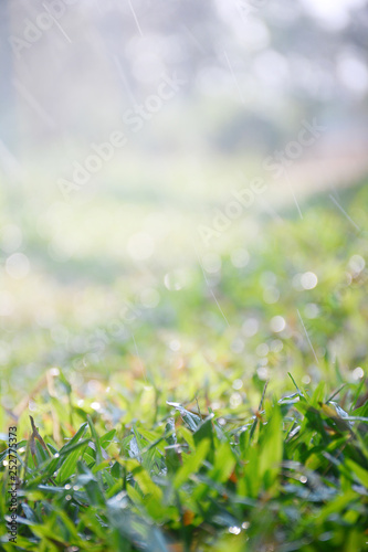 Fototapeta Naklejka Na Ścianę i Meble -  Beautiful nature background with close up green grass in summer or spring.