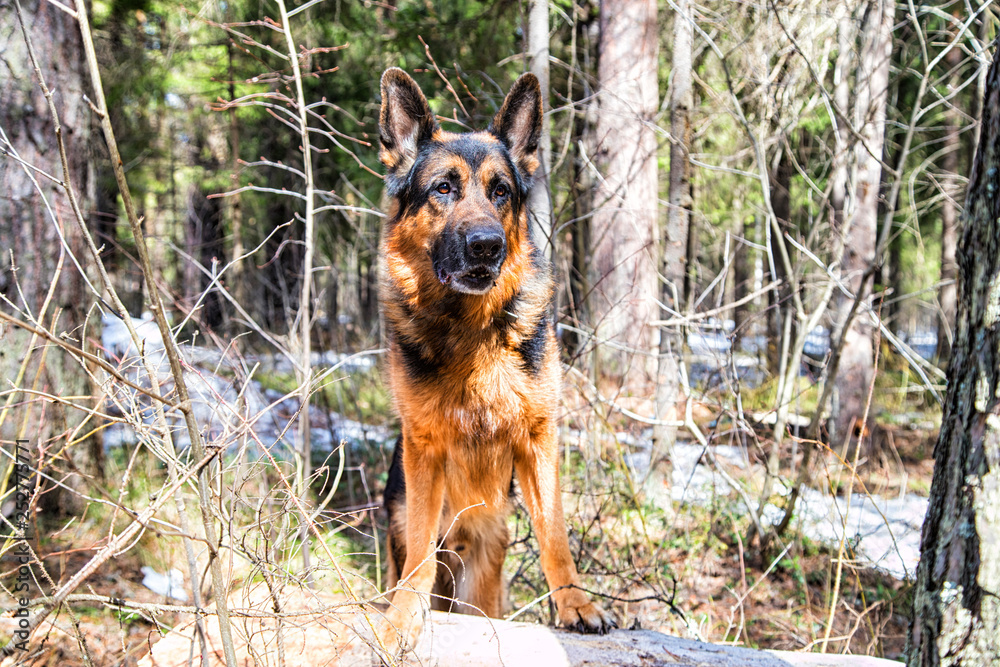 Dog German Shepherd in the forest in an early spring Dog German Shepherd in the forest in an early spring