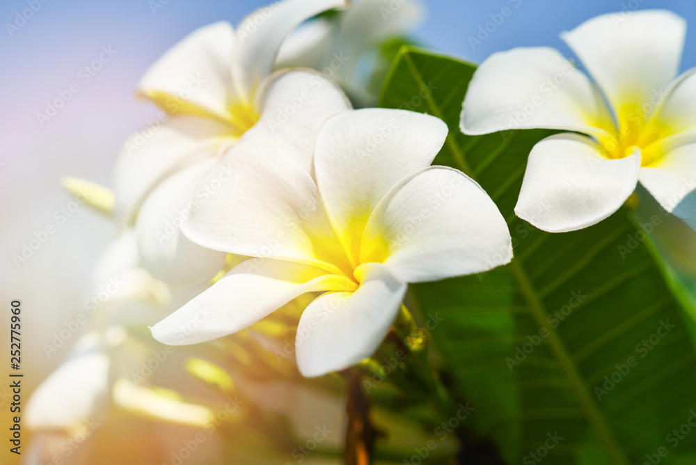 white and yellow frangipani flower or plumeria flowers blooming on tree in the garden in summer