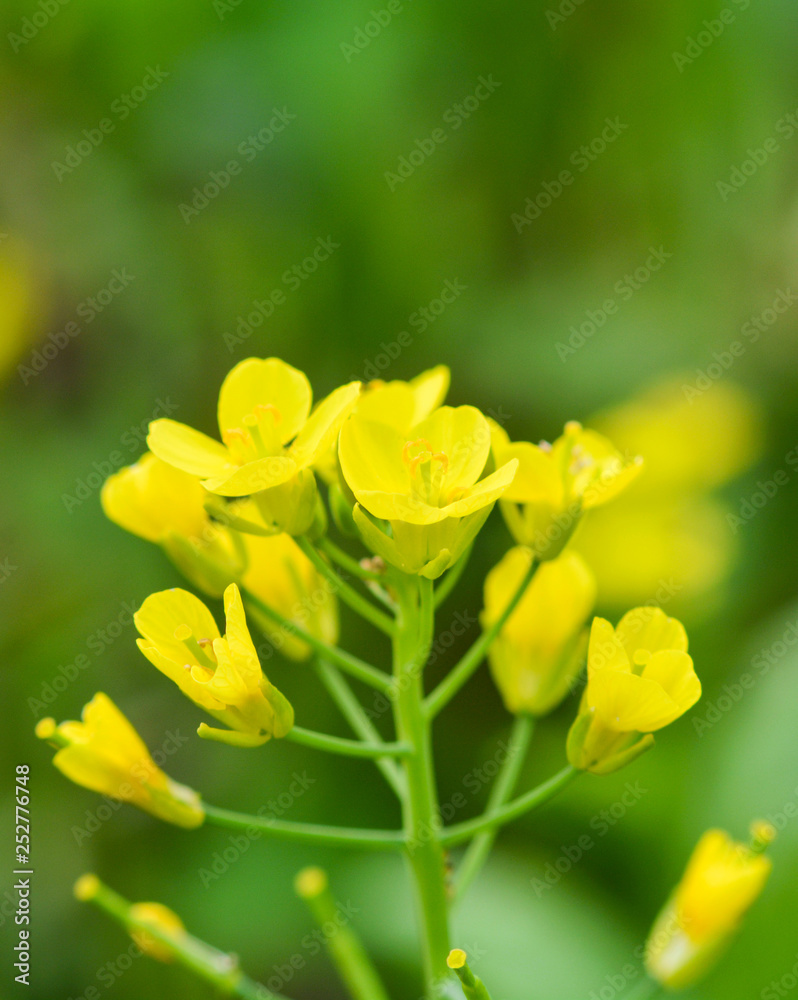 Yellow flower of Chinese cabbage blooming in the vegetable garden background