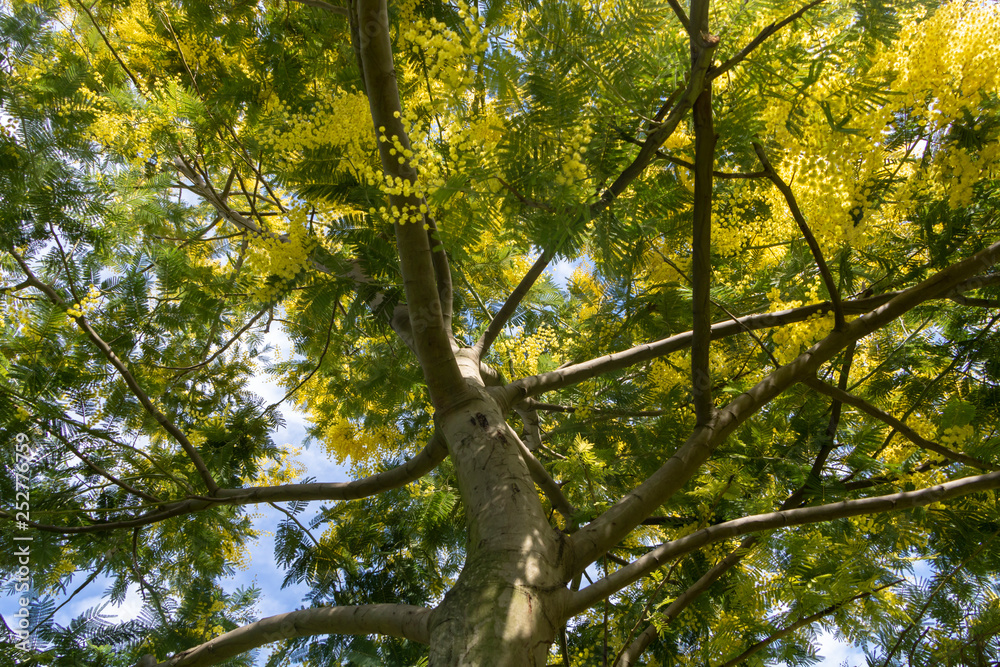 Fototapeta premium Branches of mimosa tree with a blue sky background - Acacia Dealbata