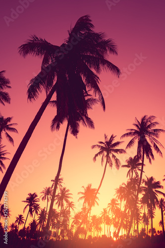 Copy space of tropical palm tree with sun light on sky background.