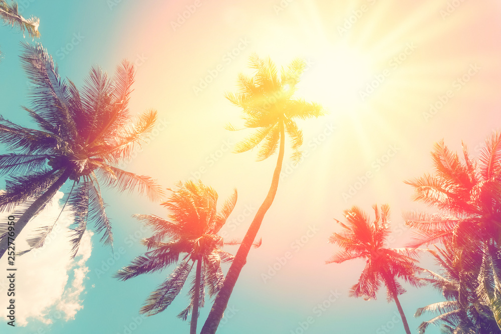 Fototapeta premium Skopiuj miejsce z tropikalnej palmy ze światłem słonecznym na tle nieba.