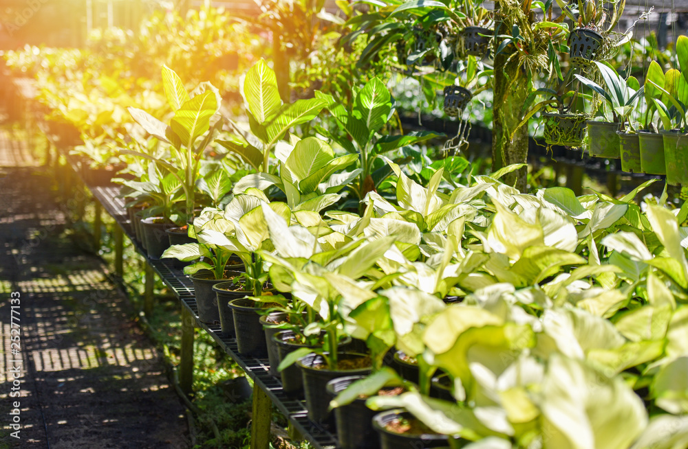 Obraz premium Orchid nursery farm and flower green plant growing and hanging in the garden