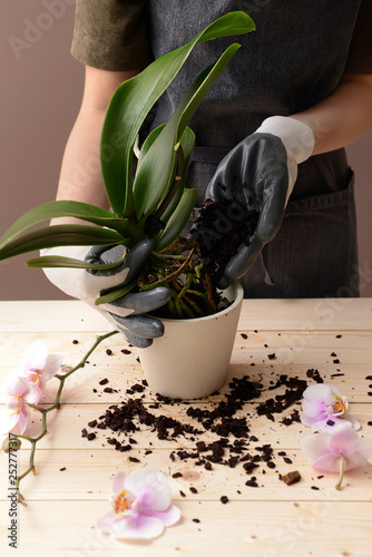 Woman transplanting orchid ...