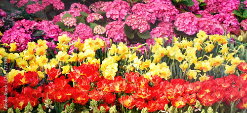 Colorful Tulips flower decoration in the garden / Beautiful tulips field blooming spring floral background