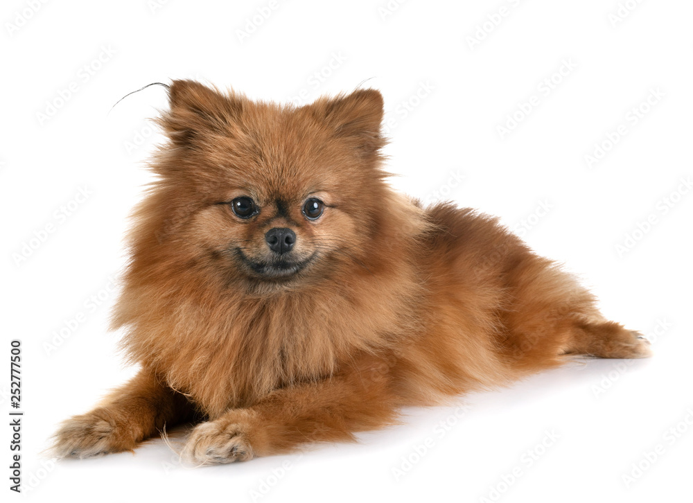 puppy pomeranian in studio puppy pomeranian in studio