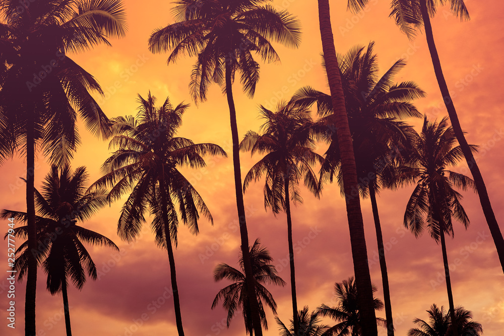 Copy space of tropical palm tree with sun light on sky background.