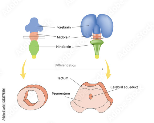 anatomy of the Central nervous system.  Formation of the human brain. Differentiation of the midbrain. Midbrain Structure-Function Relationships. sensory systems, control of movement.  photo