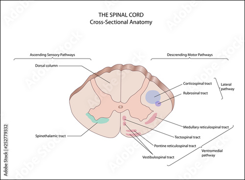 Anatomy of the Central nervous system.  Cross-Sectional Anatomy. spinal cord. ascending sensory pathways. somatic sensory system, control of movement,   
