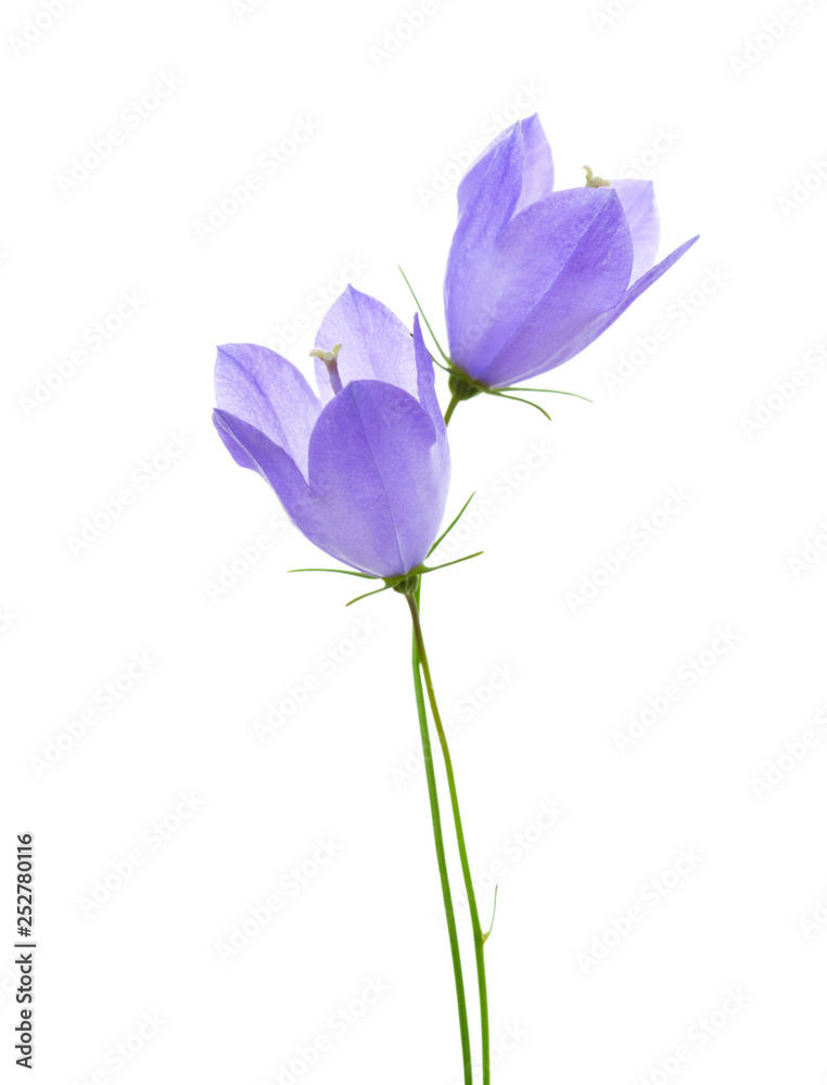 Two bellflowers isolated on white background. Two bellflowers isolated on white background.