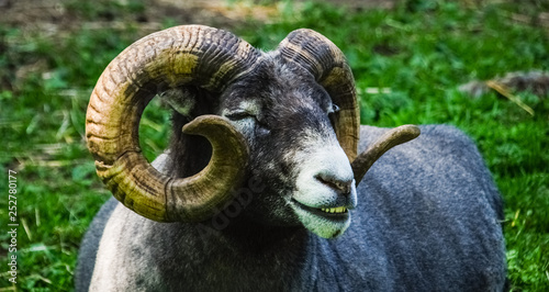 Quadro em tela Goat 1