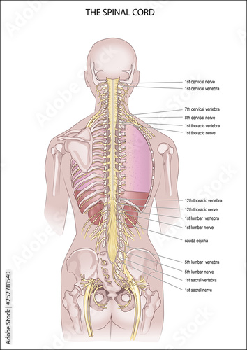 Illustration human figure composed of brain and spine facing posteriorly. The spinal cord. anatomy of the Central nervous system	