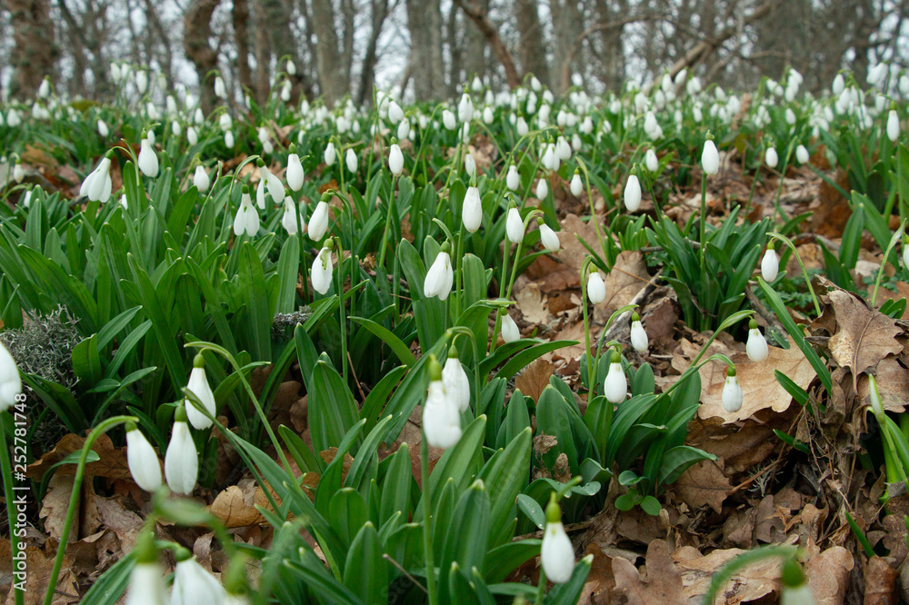 Fototapeta premium snowdrop or common snowdrop 