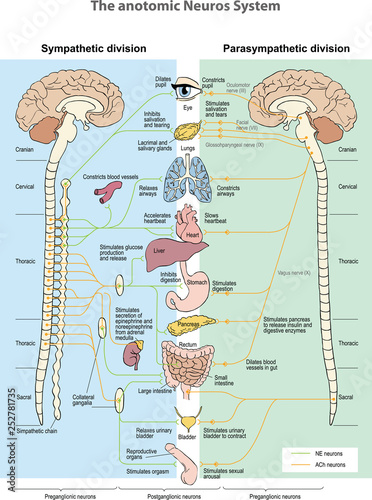 The anotomic Neuros System. Sympathetic division. Parasympathetic division. photo