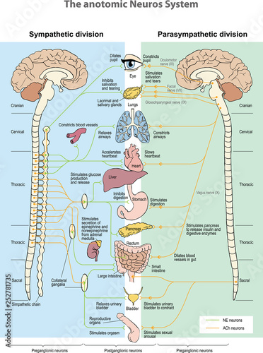 The anotomic Neuros System. Sympathetic division. Parasympathetic division.