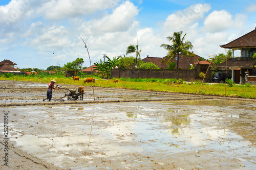 Man working Bali rice field
