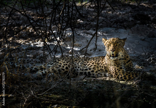 Leopard in the shadow 