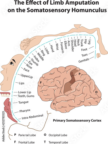 Primary Somatosensory Cortex. The Effect of Limb Amputation  on the Somatosensory Homunculus photo