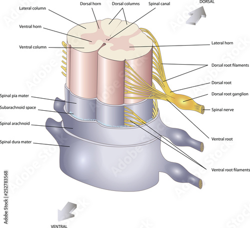 anatomy of the Central nervous system	 Spinal cord. Spinal nerves. In section.  photo