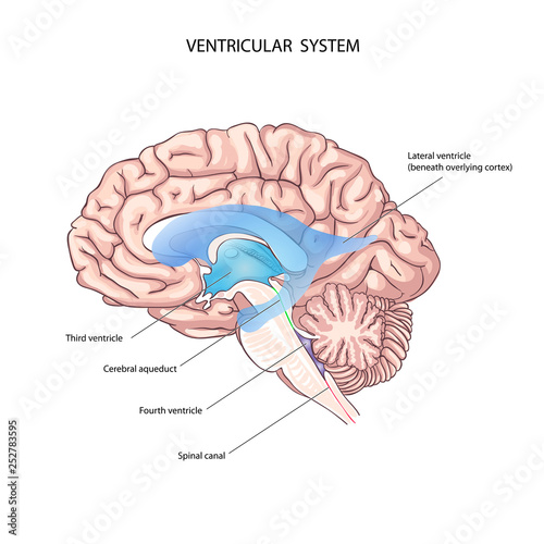 The human ventricular system. Brain anatomy. the third ventricle, the cerebral aqueduct, the fourth ventricle, and the spinal canal. the power of the brain. brain fluid photo