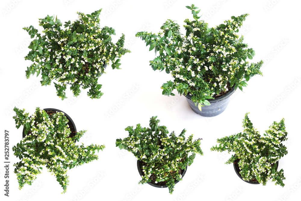 Top view of green house plant isolated on white background Top view of green house plant isolated on white background