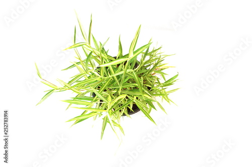 Green House Plant isolated on white background