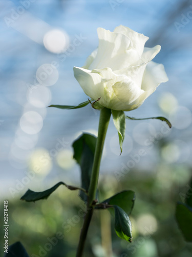 white roses in glass greenhouse under blue sky in holland