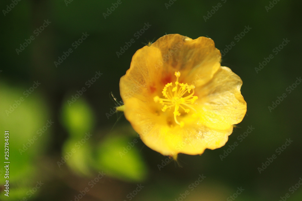 yellow macro flower isolated background yellow macro flower isolated background