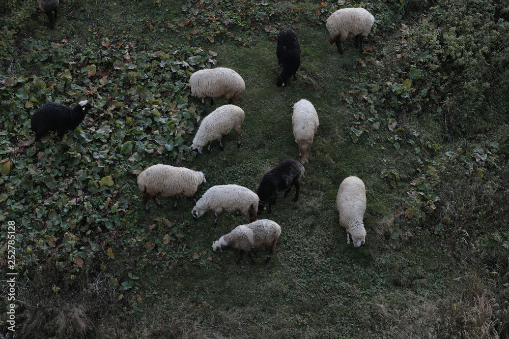 herd of sheep in green meadow. artvin/turkey