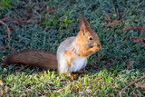a squirrel in the Park