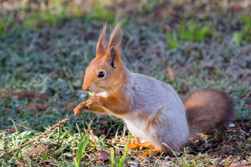 a squirrel in the Park