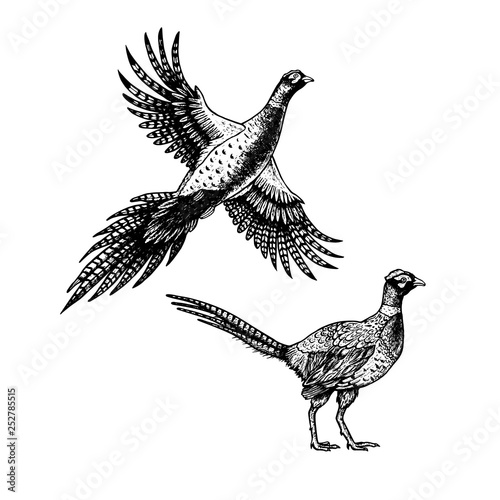 Fotografie, Obraz Hand drawn pheasant