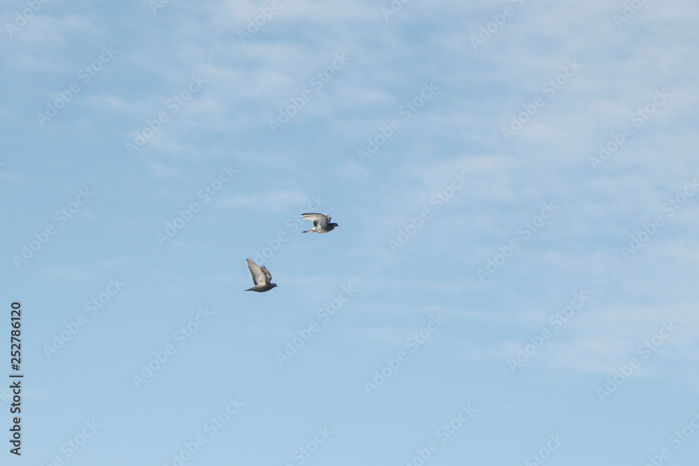 two pigeons fly on the background of blue sky