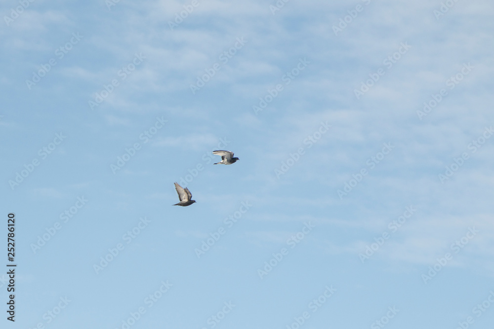 two pigeons fly on the background of blue sky two pigeons fly on the background of blue sky