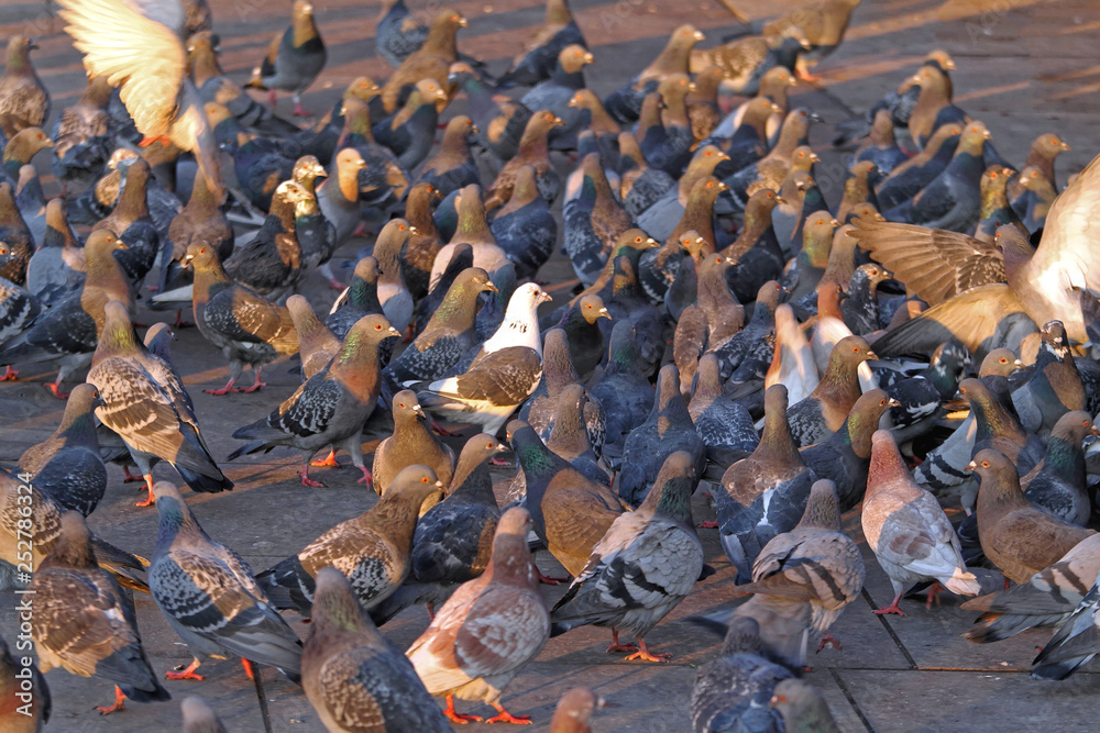Obraz premium Pigeons