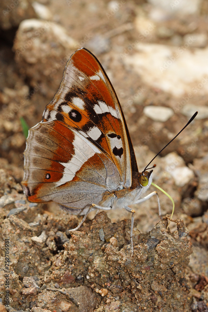 Obraz premium 16.06.2018 DE, RLP, Mosel, Leiwen, Dhrontal Groáer Schillerfalter Apatura iris (LINNAEUS, 1758)
