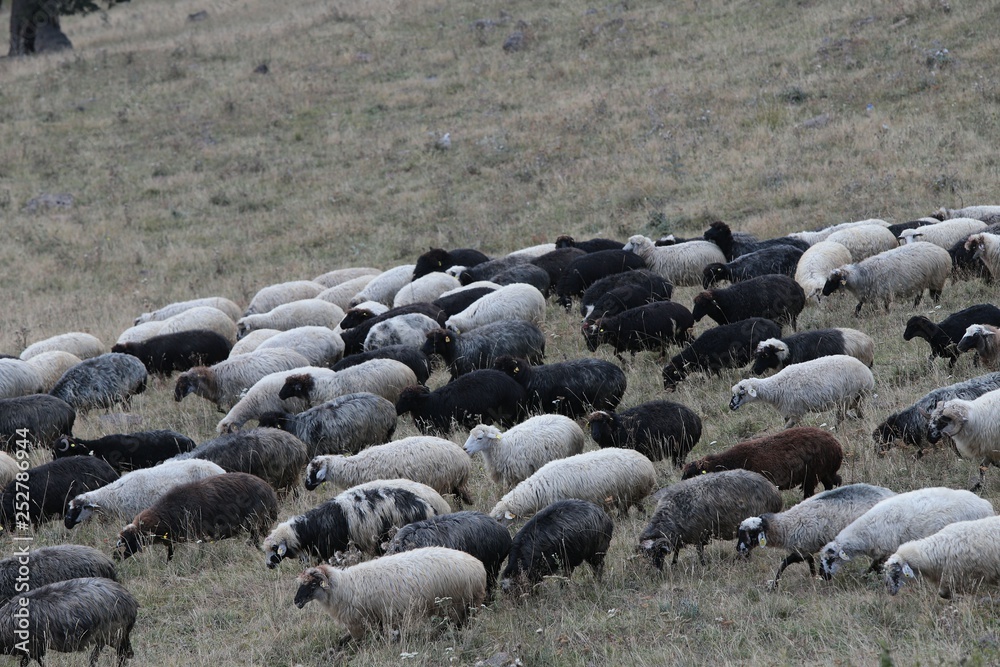 Fototapeta premium herd of sheep in green meadow. artvin/turkey