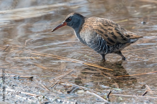 Water Rail bird, Rallus aquaticus eating dirt