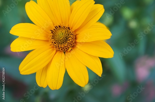 yellow flower in the garden