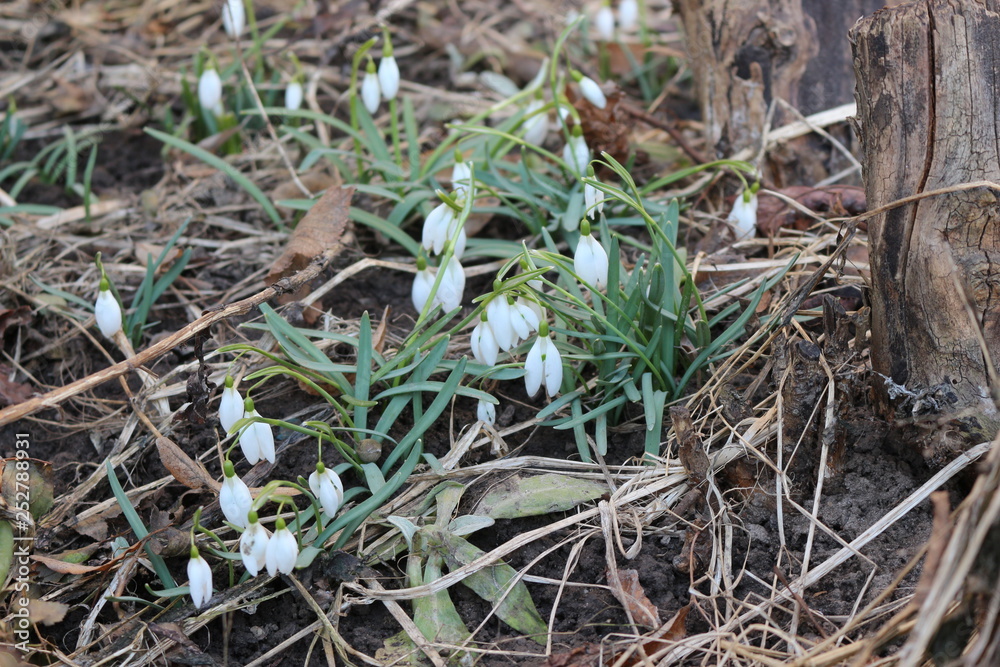 The first spring flowers - snowdrops bloomed in the forest The first spring flowers - snowdrops bloomed in the forest