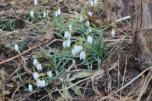  The first spring flowers - snowdrops bloomed in the forest