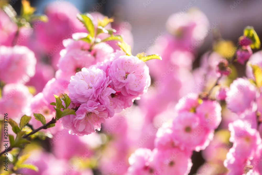 Blossoming pink flower background, natural wallpaper. Flowering almond branch in spring, macro image with copyspace and beautiful bokeh
