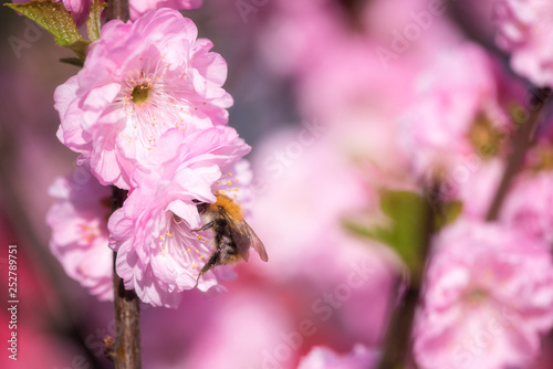 Blossoming pink flower background, natural wallpaper. Flowering almond branch in spring with a bee, macro image with copyspace and beautiful bokeh