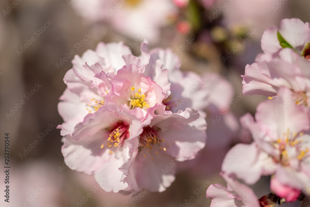 Close-up photo of pink white almond tree flowers