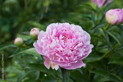 Shrub pink peonies in the garden