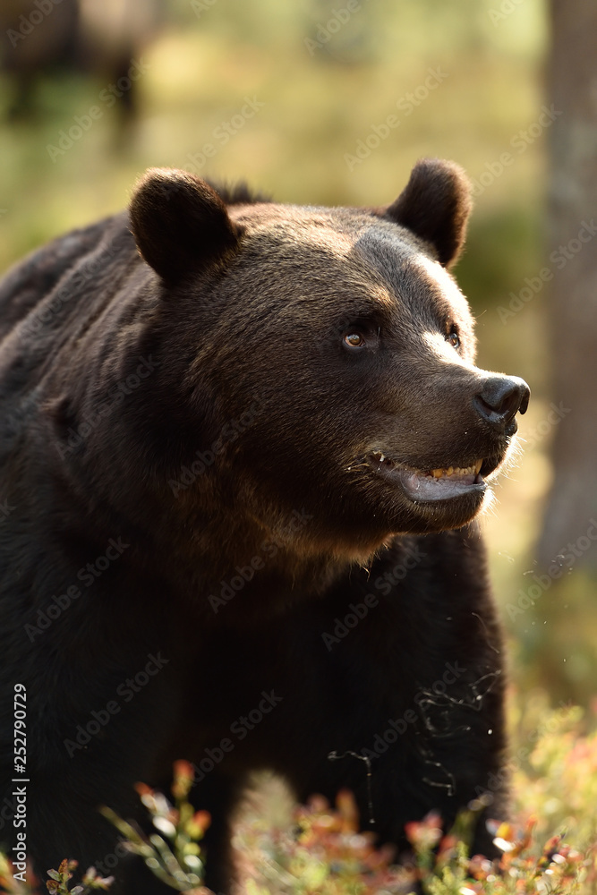 brown bear portrait in forest