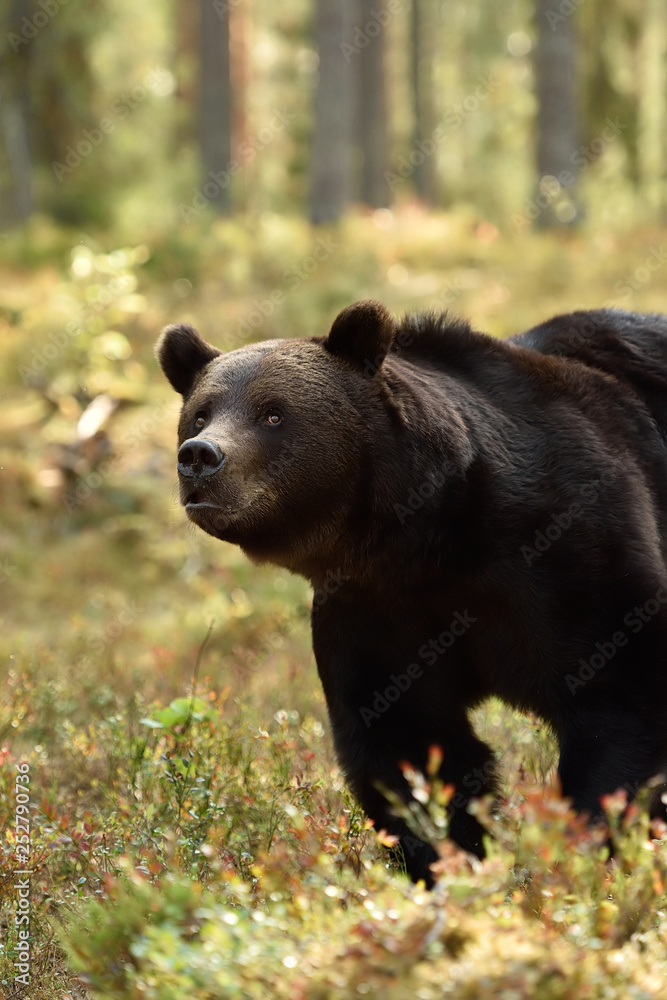 Fototapeta premium brown bear close-up in forest